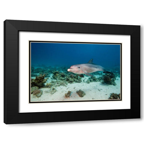 Bottlenose Dolphin Black Modern Wood Framed Art Print with Double Matting by Van Beeck, Dray