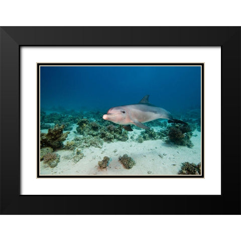 Bottlenose Dolphin Black Modern Wood Framed Art Print with Double Matting by Van Beeck, Dray