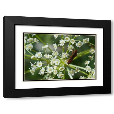 Red Pollinator Black Modern Wood Framed Art Print with Double Matting by Gardner, Paul