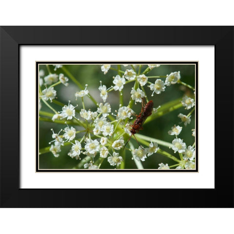Red Pollinator Black Modern Wood Framed Art Print with Double Matting by Gardner, Paul