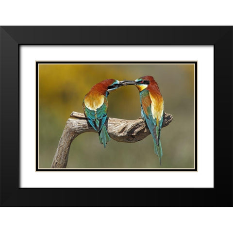 True Love Black Modern Wood Framed Art Print with Double Matting by Merino, Nicolas