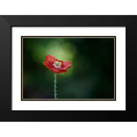 Morning Poppy Black Modern Wood Framed Art Print with Double Matting by Gronkjar, Lotte