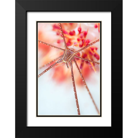 Snow Flower Black Modern Wood Framed Art Print with Double Matting by Narchuk, Andrey