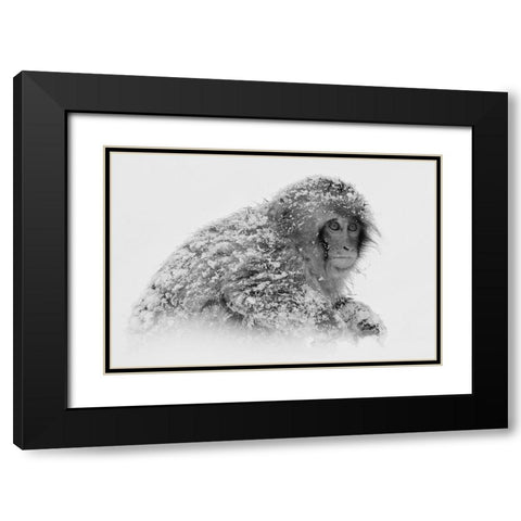 Snow Monkey Black Modern Wood Framed Art Print with Double Matting by Tjandra, C.S.