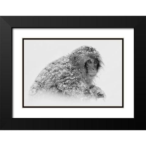Snow Monkey Black Modern Wood Framed Art Print with Double Matting by Tjandra, C.S.