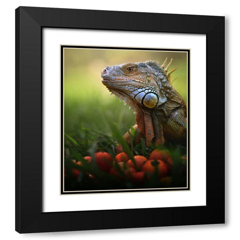 Tomatoes Time Black Modern Wood Framed Art Print with Double Matting by Bhs, Fahmi