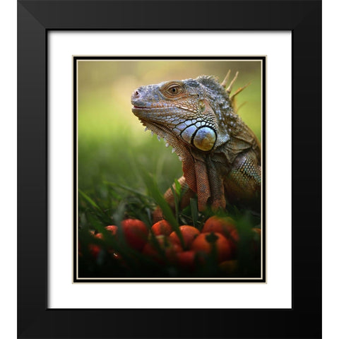 Tomatoes Time Black Modern Wood Framed Art Print with Double Matting by Bhs, Fahmi