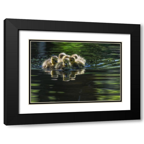 Cute Baby Canada Geese Black Modern Wood Framed Art Print with Double Matting by Tian, Xiaobing