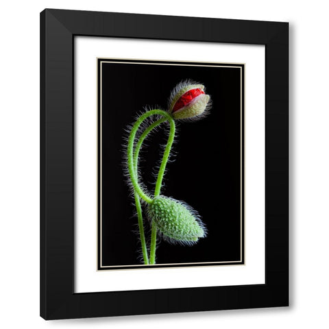 Interlaced Black Modern Wood Framed Art Print with Double Matting by Lionse, Art