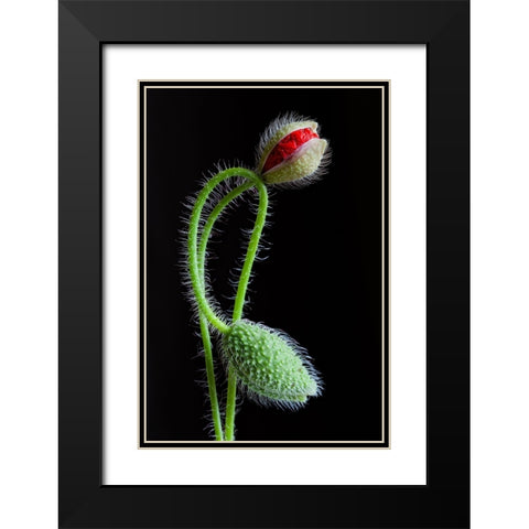 Interlaced Black Modern Wood Framed Art Print with Double Matting by Lionse, Art