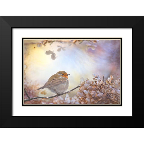 Robin On Dreams Black Modern Wood Framed Art Print with Double Matting by Teuni
