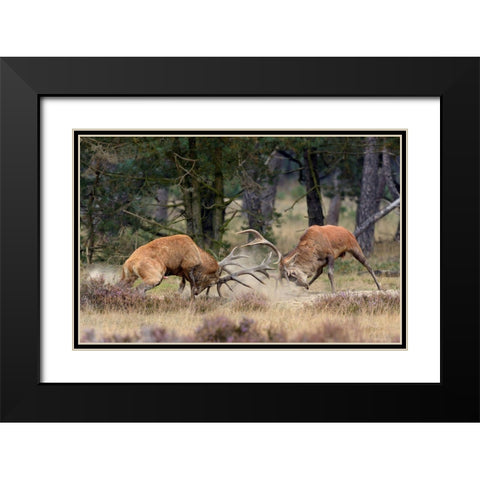 Clash Of The Titans Black Modern Wood Framed Art Print with Double Matting by Janssens, Roelof