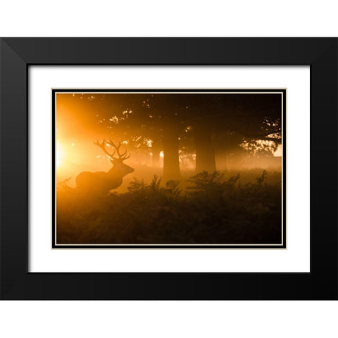 Stag In The Mist Black Modern Wood Framed Art Print with Double Matting by Harling, Stuart