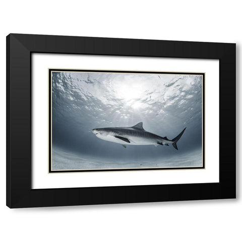Tiger Rays Black Modern Wood Framed Art Print with Double Matting by Kiefer, Ken