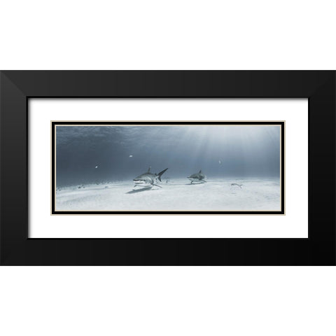 Tigers On Parade Black Modern Wood Framed Art Print with Double Matting by Kiefer, Ken