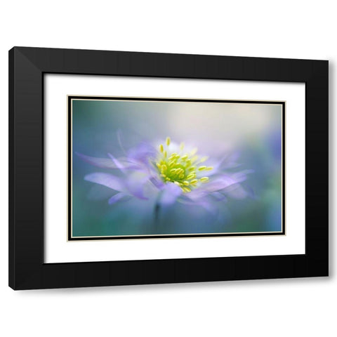 Windflower Black Modern Wood Framed Art Print with Double Matting by Parker, Jacky
