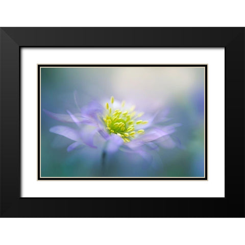 Windflower Black Modern Wood Framed Art Print with Double Matting by Parker, Jacky