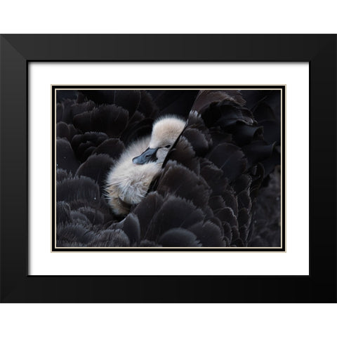 Pickaback Black Modern Wood Framed Art Print with Double Matting by Tjandra, C.S.