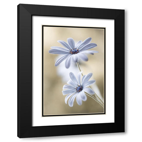 Cape Daisies Black Modern Wood Framed Art Print with Double Matting by Disher, Mandy