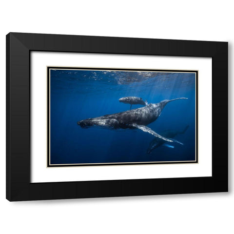 Humpback Whale Familys Black Modern Wood Framed Art Print with Double Matting by Gabriel, Barathieu