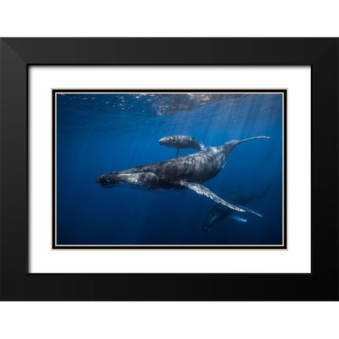 Humpback Whale Familys Black Modern Wood Framed Art Print with Double Matting by Gabriel, Barathieu
