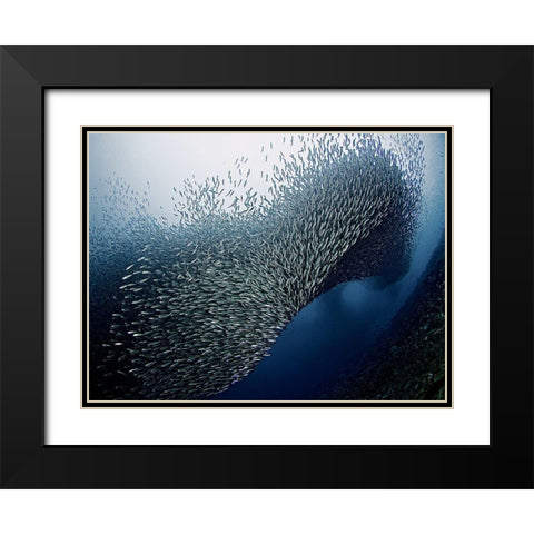 Sardines Tornado Black Modern Wood Framed Art Print with Double Matting by Jager, Henry