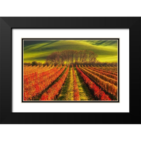 Vine-Growing Black Modern Wood Framed Art Print with Double Matting by Krol, Piotr