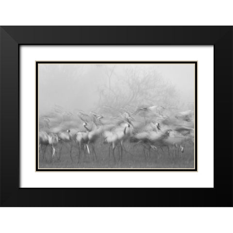 Agamon Hula Black Modern Wood Framed Art Print with Double Matting by Eichelberg, Amnon