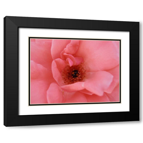 Black Ladybug Black Modern Wood Framed Art Print with Double Matting by Petrovic, Snezana