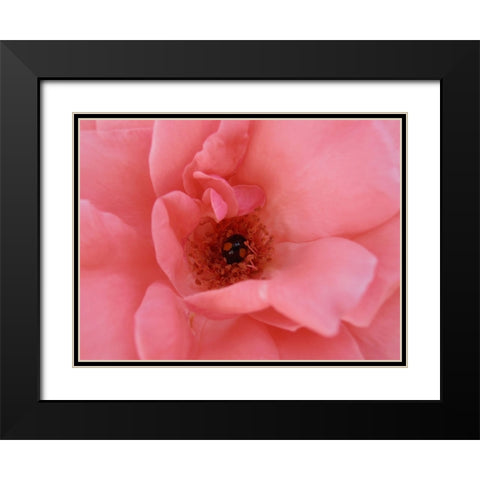 Black Ladybug Black Modern Wood Framed Art Print with Double Matting by Petrovic, Snezana