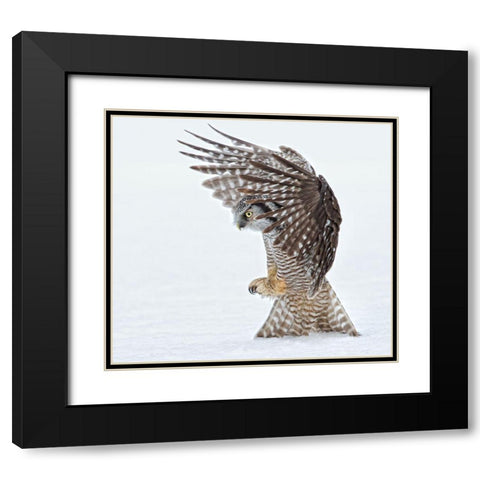 Pouncing !!!! Black Modern Wood Framed Art Print with Double Matting by Forns, Alfred