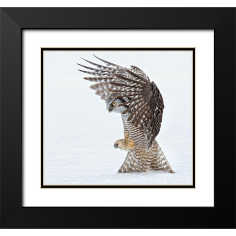 Pouncing !!!! Black Modern Wood Framed Art Print with Double Matting by Forns, Alfred