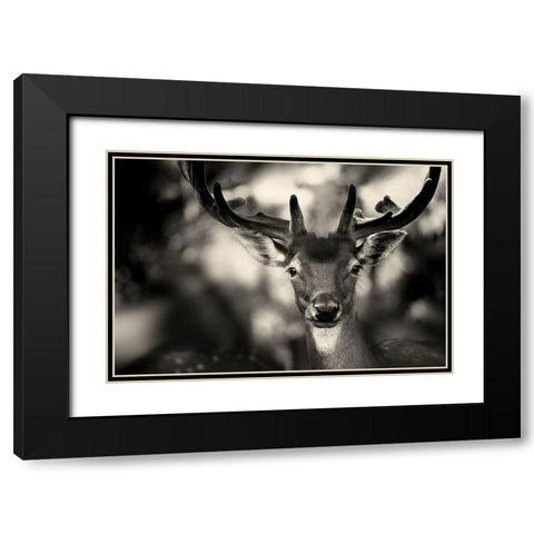 Bambi Black Modern Wood Framed Art Print with Double Matting by Stimac, Sandra