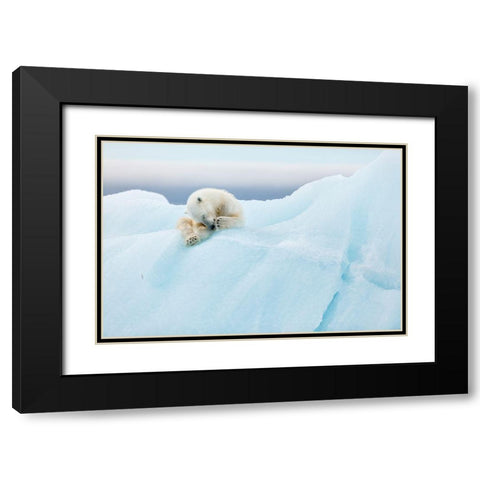 Polar Bear Grooming Black Modern Wood Framed Art Print with Double Matting by Gil Raga, Joan