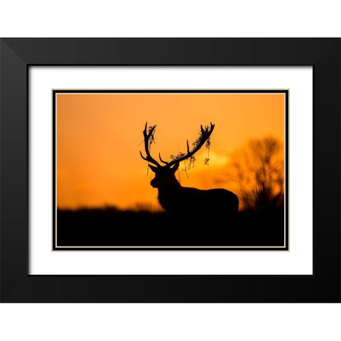 Red Deer Stag Silhouette Black Modern Wood Framed Art Print with Double Matting by Harling, Stuart