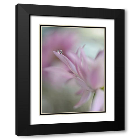 In Pink Delight Black Modern Wood Framed Art Print with Double Matting by Westum, Heidi