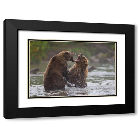 Bears War Black Modern Wood Framed Art Print with Double Matting by Ferraro, Valerio