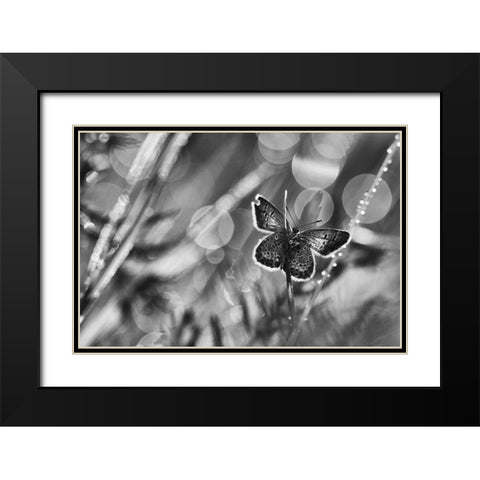 ...After The Rain... Black Modern Wood Framed Art Print with Double Matting by Gerec, Pali