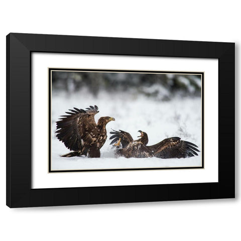 Ready To Fight Black Modern Wood Framed Art Print with Double Matting by Eriksson, Robin