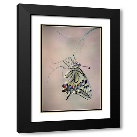 Papallona Rei Black Modern Wood Framed Art Print with Double Matting by Hoffman, Jimmy