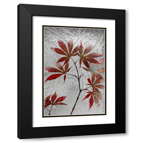 Red Maple Black Modern Wood Framed Art Print with Double Matting by Losada, Secundino