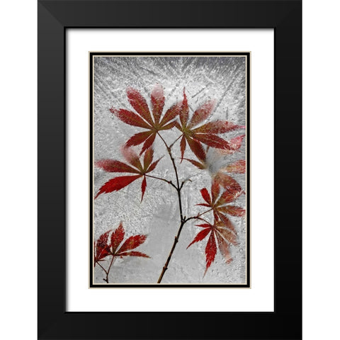 Red Maple Black Modern Wood Framed Art Print with Double Matting by Losada, Secundino