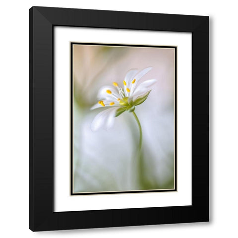 Stitchwort Soft Black Modern Wood Framed Art Print with Double Matting by Disher, Mandy