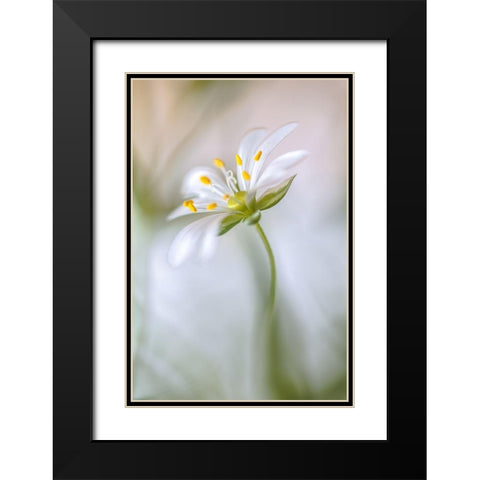 Stitchwort Soft Black Modern Wood Framed Art Print with Double Matting by Disher, Mandy