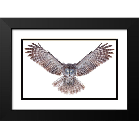 Power - Great Grey Owl Black Modern Wood Framed Art Print with Double Matting by Cumming, Jim