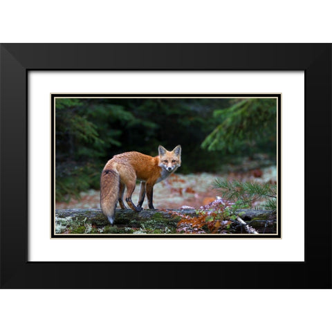 Red Fox In Algonquin Park Black Modern Wood Framed Art Print with Double Matting by Cumming, Jim