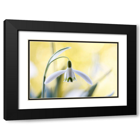Snowdrops Black Modern Wood Framed Art Print with Double Matting by Disher, Mandy