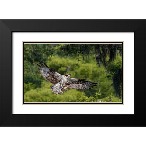 The Girl Has A Fish ! Black Modern Wood Framed Art Print with Double Matting by Forns, Alfred