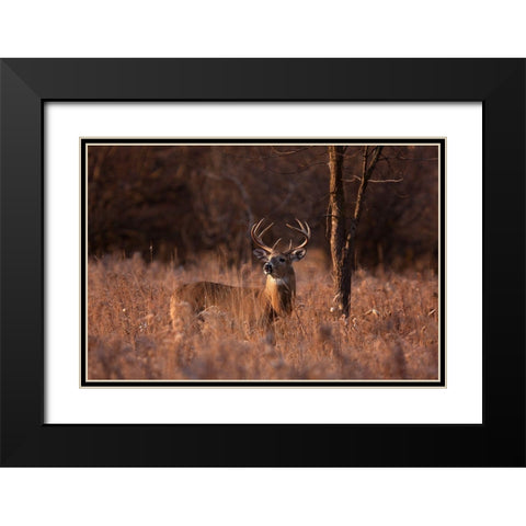 Basking In The Light - White-Tailed Buck Black Modern Wood Framed Art Print with Double Matting by Cumming, Jim