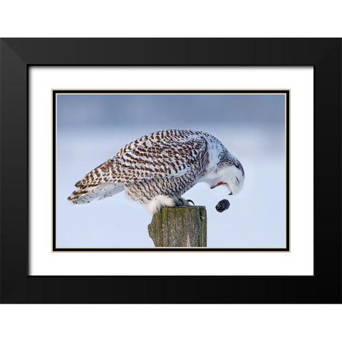 Snowy Owl - Cough It Up Buddy Black Modern Wood Framed Art Print with Double Matting by Cumming, Jim